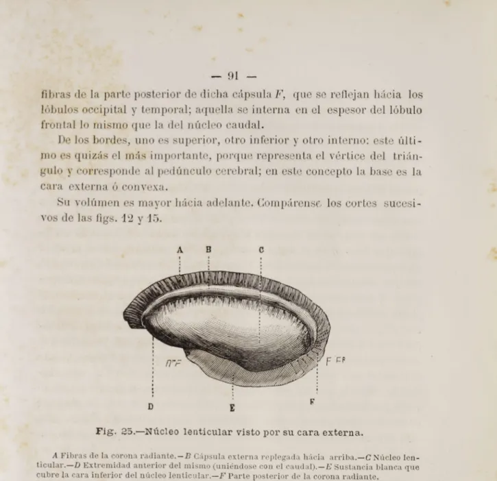 Fig. 25.--Núcleo lenticular visto por su cara externa.