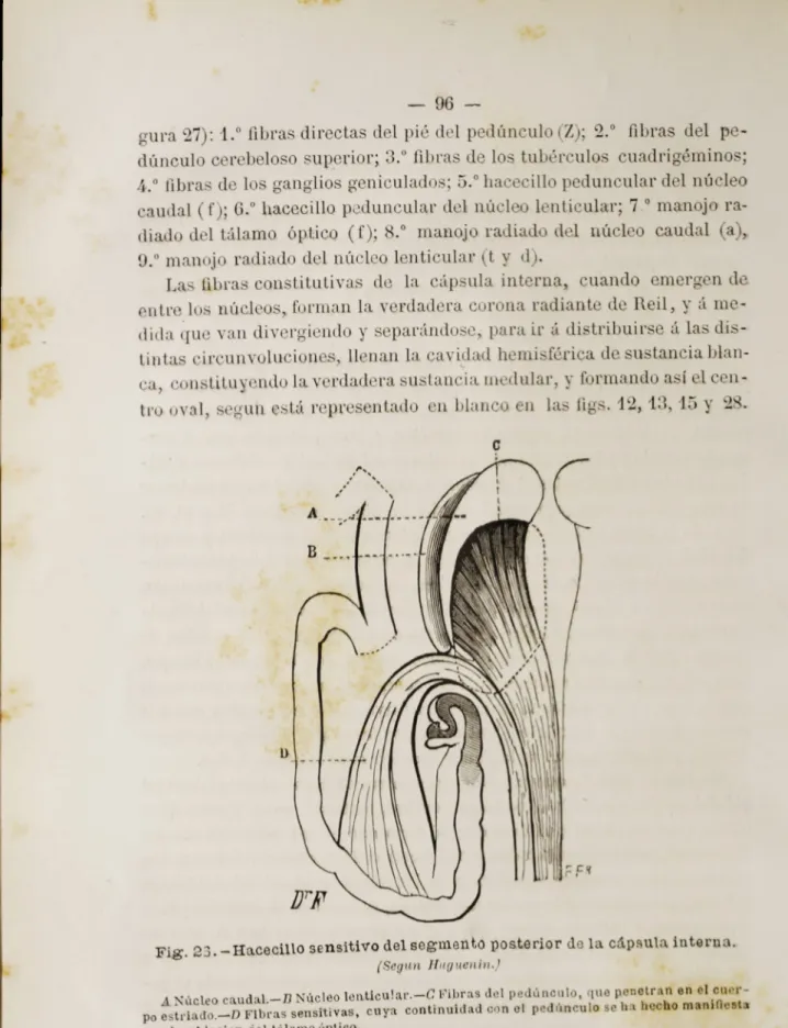 Fig. 23. —Hacecillo sensitivo del segmento posterior do la cápsula interna. (Segun 11Hgueitin.)