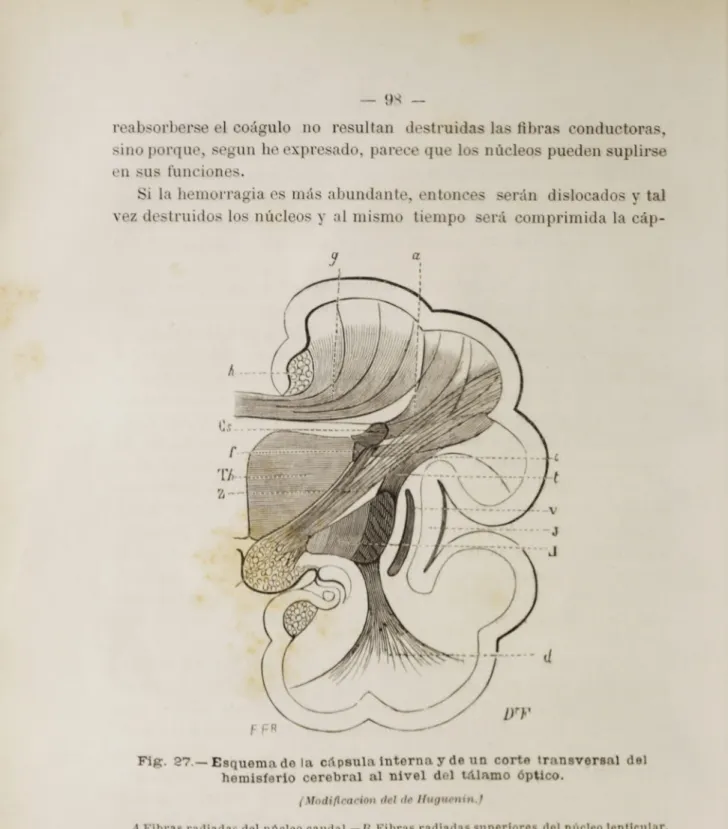 Fig. 27.— Esquema de la cápsula interna y de un corte transversal del