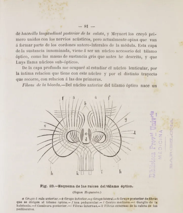Fig. 23.—Esquema de las raices del tálamo óptico. (Segun Huguenin.)