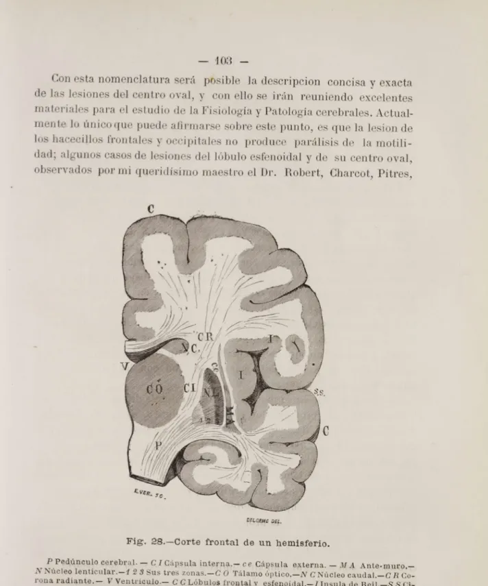 Fig. 28.—Corte frontal de un hemisferio.
