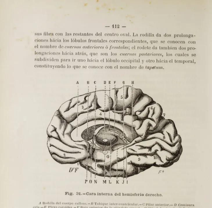 Fig. 31.—Cara interna del hemisferio derecho.