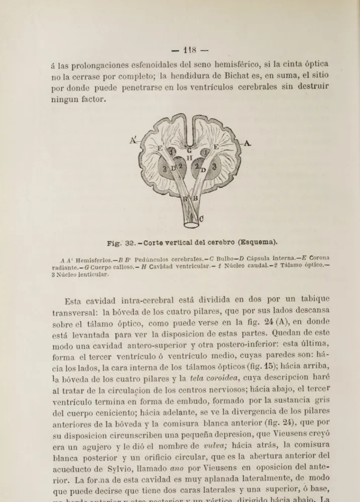 Fig. 32. —Corte vertical del cerebro (Esquema).
