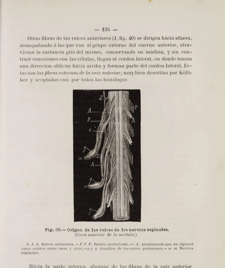 Fig. 39.— Origen de las raices de los nervios espinales.