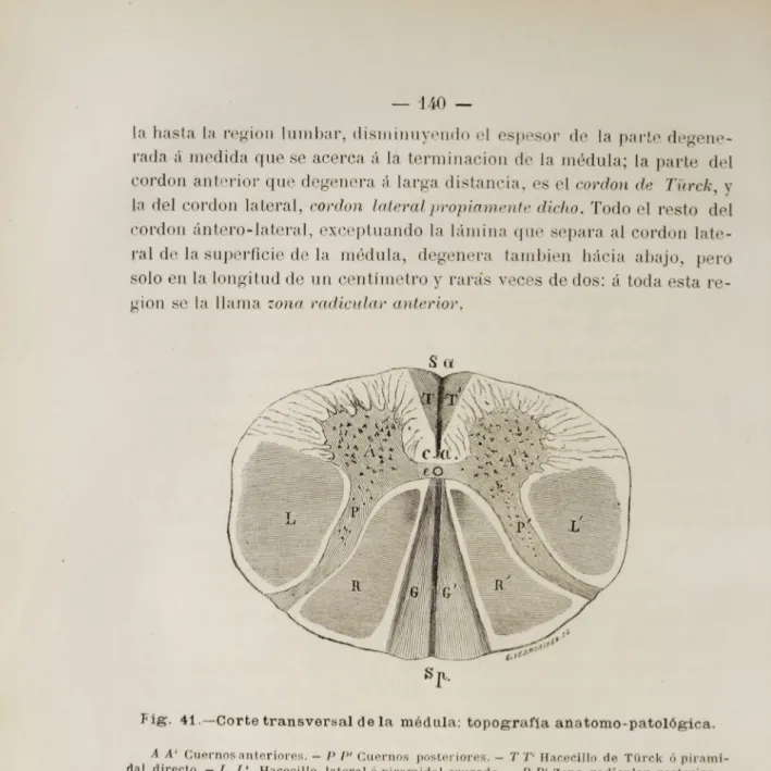 Fig. 41.—Corte transversal de la médula: topografía anatomo-patológica.