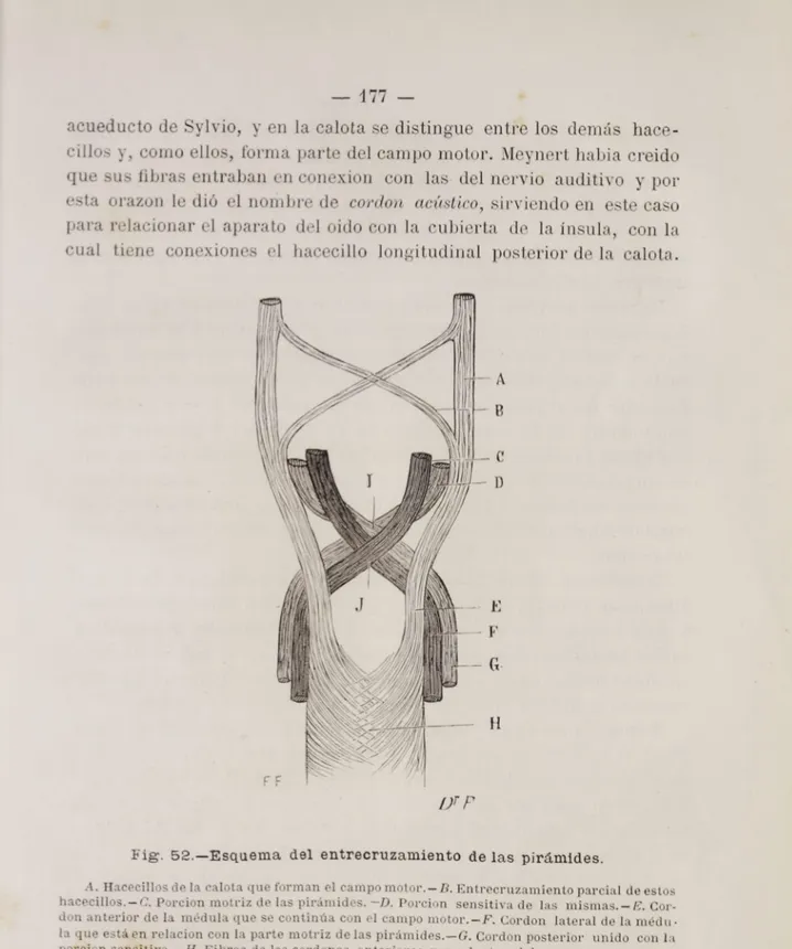 Fig. 52.—Esquema del entrecruzamiento de las pirámides.