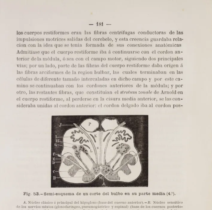 Fig. 53.— Semi-esquema de un corte del bulbo en su parte media (4f)•