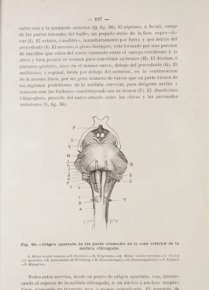 Fig. 56. —Origen aparente de los pares craneales en la cara anterior de la