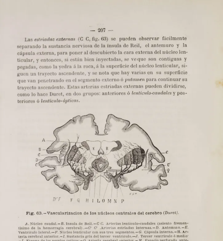Fig. 63.—Vascularizacion de los núcleos centrales del cerebro (Duret).