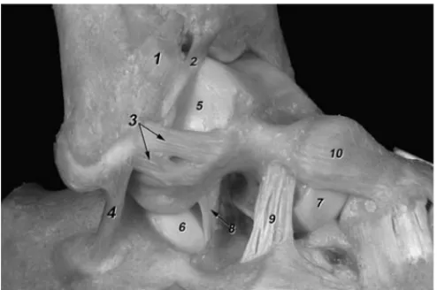 Figura 6. Visión lateral de los componentes del ligamento colateral la- la-teral. 1. Ligamento tibiofibular anterior