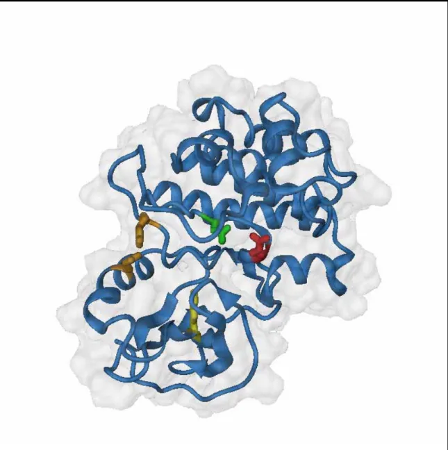 Fig 8. Domini catalític de Btk. (codi pdb 1K2P). En verd Asp 521 residu catalític. En vermell Arg525, interacciona  amb P-Ȗ del ATP