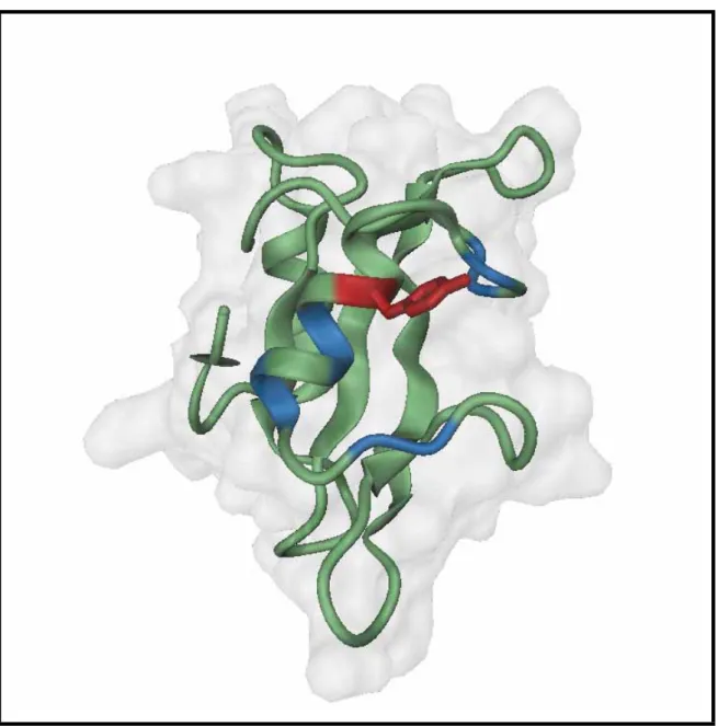 Fig 9. Domini SH2 de Btk (modelat usant modeller a partir del pdb 1QLP) En vermell Arg 361, en blau residus  hidrofòbics veïns que formen la cavitat hidrofòbica