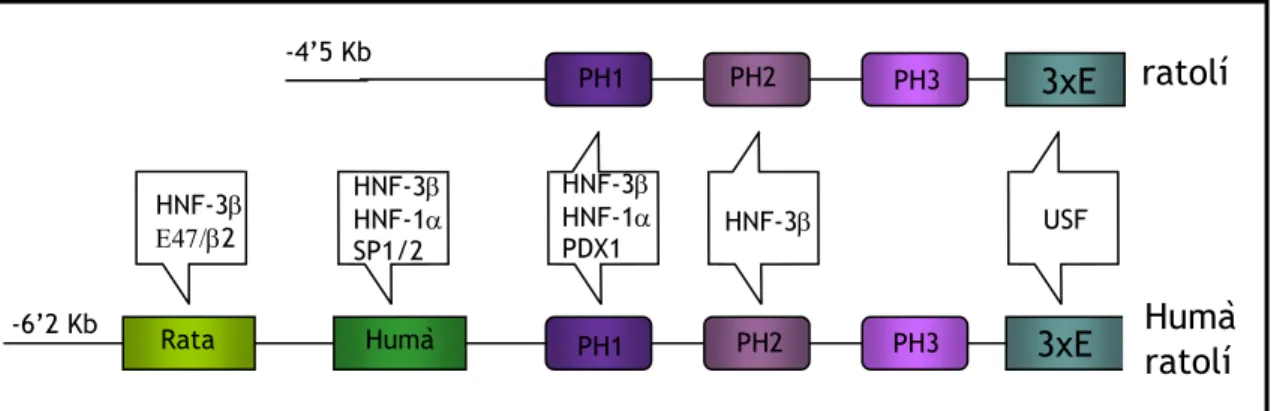 Figura 11. Representació esquemàtica del promotor de Pdx1 i dels factors de transcripció que s’hi  uneixen