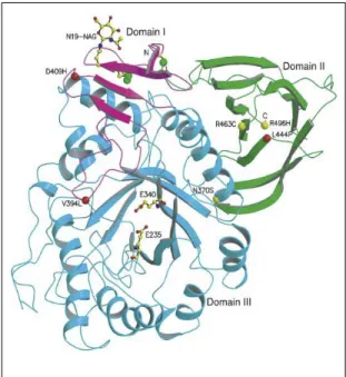 Figura 12: Estructura per raigs X de la E-glucosidasa àcida (Dvir i col., 2003). L’enzim s’estructura en tres dominis diferents