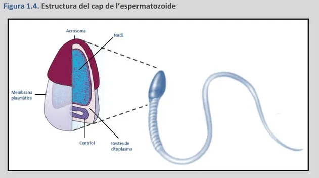 Figura 1.4.  Estructura del cap de l’espermatozoide 