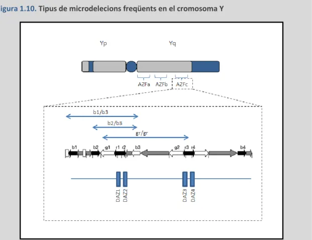Figura 1.10.  Tipus de microdelecions freqüents en el cromosoma Y 