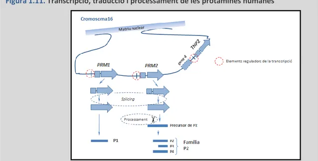 Figura 1.11.  Transcripció, traducció i processament de les protamines humanes 
