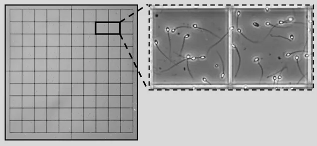 Figura  2.2.  Visualització de les mostres de semen amb la cambra  Makler  i el microscopi  òptic  