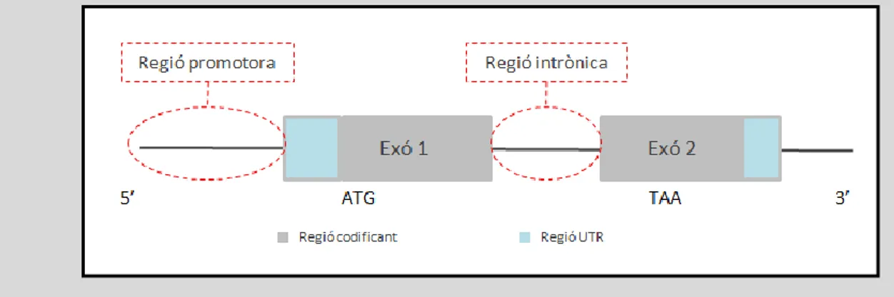 Figura  2.5.  Regions  del  gen  on  identifiquem  les  variants  de  les  que  estudiarem  la  seva  possible patogenicitat usant programes in silico 