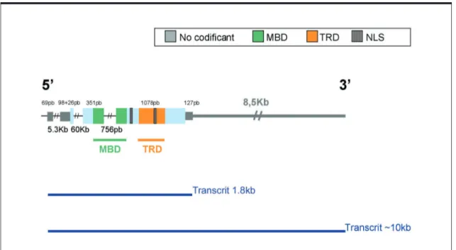 Figura 3. Esquema del gen MECP2 i dels diferents transcrits produïts pels diferents senyals de poliadenilació a 3'UTR