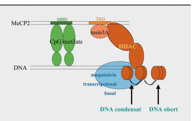 Figura 8. Esquema hipotètic de l'actuació de MeCP2.