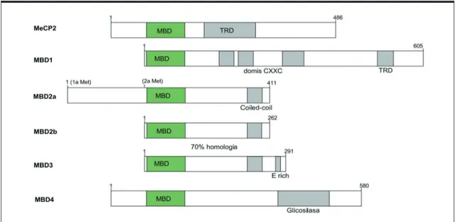 Figura 9. Alineament de les MBDs humanes per MeCP2, MBD1, MBD2, MBD3, de Xenopus sp per MBD3 i d'humà per MBD4