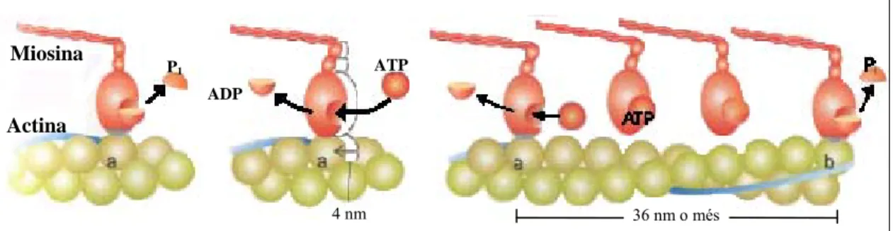 Figura 4. Representació esquemàtica de l’acció dels ponts creuats d’actina-miosina. Quan es solapen  els filaments disminueix la longitud de l’element contràctil i augmenta la força, fins a un cert límit