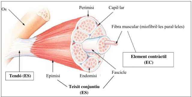 Figura 10. Esquema de les parts del múscul. 