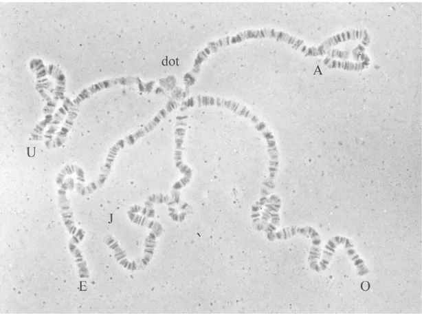 Figura 6. Fotografia dels 6 parells de cromosomes (5 acrocèntrics i el puntiforme) en una 