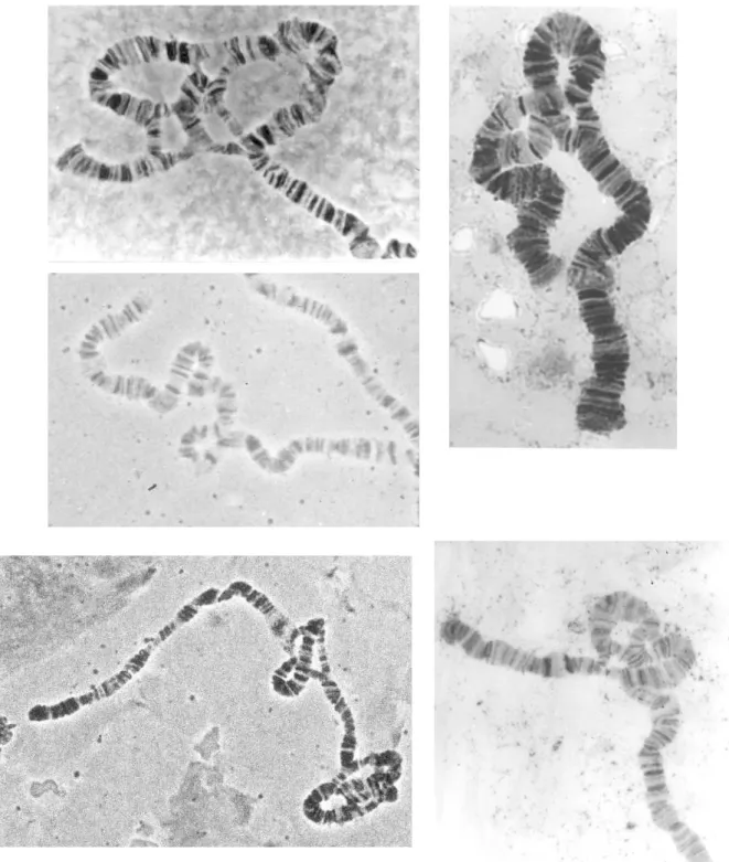 Figura 9. Imatges de diversos cromosomes i inversions: a la part superior esquerra el 