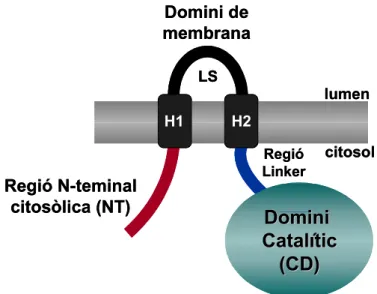 Figura 6. Estructura de l’HMGR de plantes. LS: regió del lumen; H1 i H2: regions  transmembrana 1 i 2