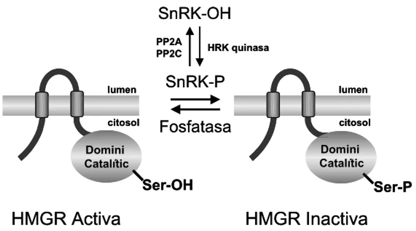 Figura 8. Inactivació de l’HMGR per fosforilació. 
