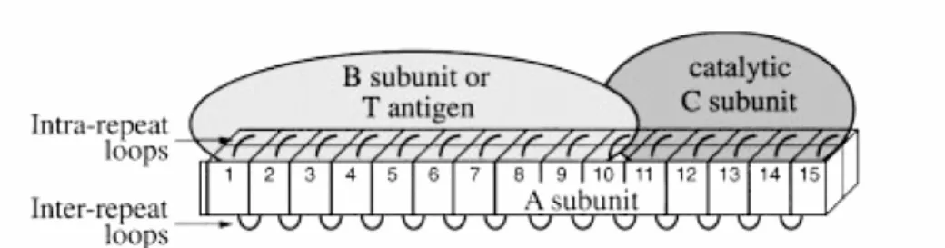 Figura 14. Model d’unió de les subunitats B i C als diferents motius HEAT de la  subunitat estructural PR65 (adaptat de Zhou et al., 2003a)