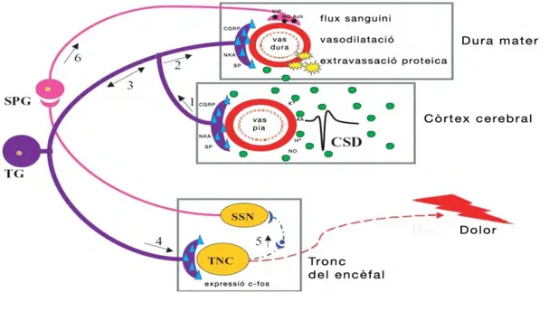 Figura  5.  Connexió  entre  CSD  i  activació  del  sistema  trigèminovascular.  La  intensa  activitat  neurometabòlica de la CSD provoca l’alliberament de ions K +  i H + , neurotransmissors i metabòlits (p.ex