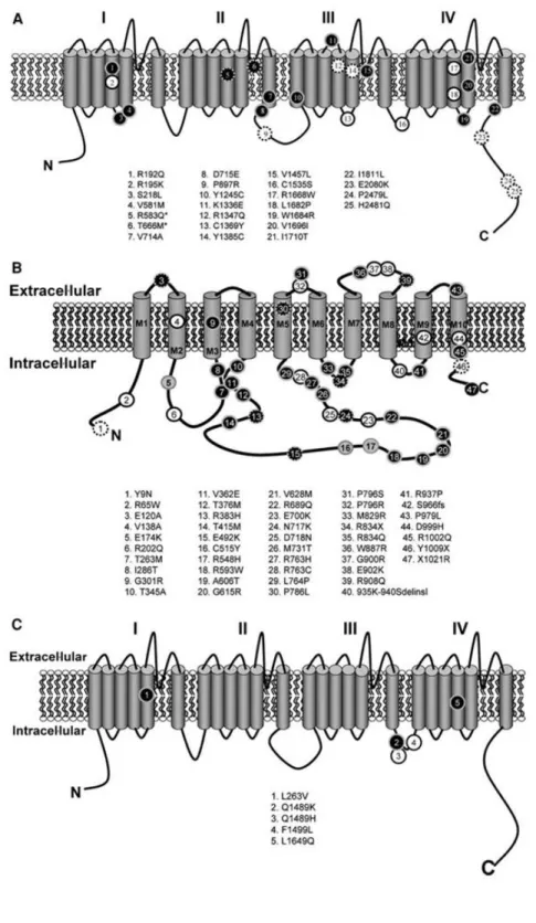 Figura 7. Representació esquemàtica de les proteïnes implicades en HM  localitzades a la  membrana  plasmàtica: A) Ca v 2.,1 B) ATP1A2 i C) Na v 1.1
