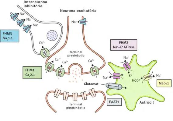 Figura  8.  Sinapsis  glutamatèrgica.  La  neurona  presinàptica  rep  informació  d’una  interneurona  inhibitòria  GABAèrgica