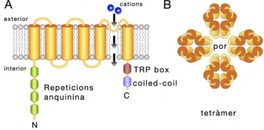 Figura  9.  Estructura  bàsica  dels  canals  TRP.  A)  Esquema  del  canal  ancorat  a  la  membrana  plasmàtica