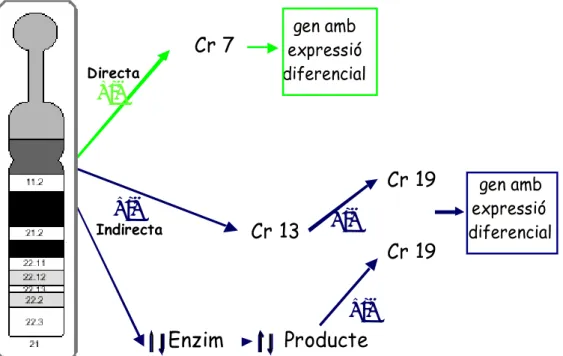 Figura 6. Possibles tipus de regulació mediats per gens del cromosoma 