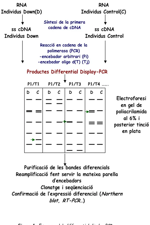 Figura 1. Esquema del  differential display PCR 