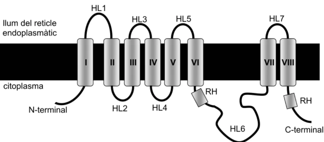 Figura 5. Representació de la topologia de la presenilina. HL, loop hidrofílic; RH, regió  hidrofòbica