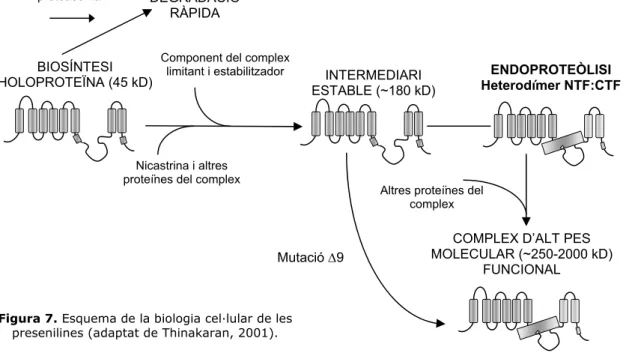 Figura 7. Esquema de la biologia cel·lular de les  presenilines (adaptat de Thinakaran, 2001)