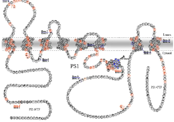 Figura 10. Esquema de la localització de les mutacions a PS1 (vermell). En blau, mutacions creades al  laboratori (modificat a partir de Hardy, 1996b)