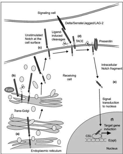 Figura 11.Esquema de la maduració i talls proteolítics del receptor  Notch (extret de Fortini, 2001)