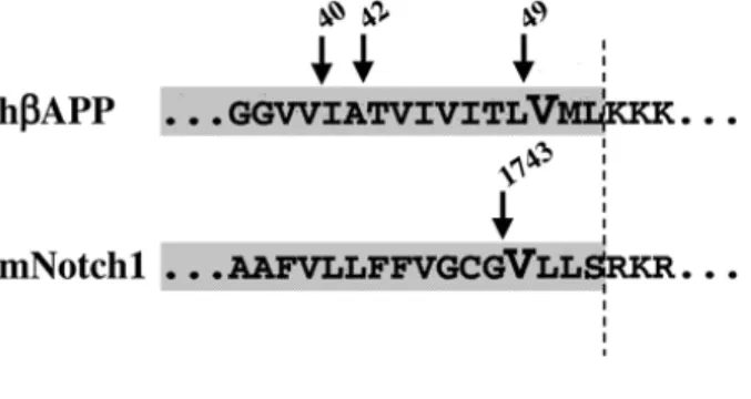 Figura 20. Regions transmembrana i punt de tall  ε  i γ  d’alguns dels substrats de la γ-secretasa (modificat a 