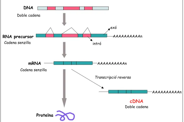 Figura 1. Generació de còpies de DNA (cDNA) a partir del RNA missatger (mRNA) generat per la transcripció de gens en organismes eucariotes.