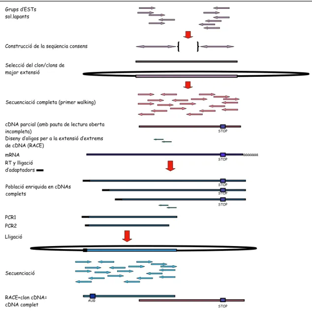 Figura 4. Gràfic mostrant el procés de sel.lecció, seqüenciació i obtenció de clons de cDNA complets.