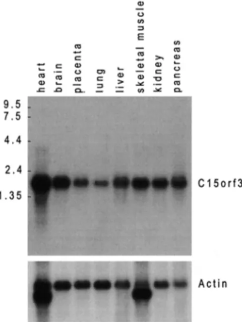 Fig. 2. Multiple-tissue Northern blot analysis