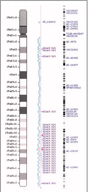 Figura 6. Distribució de duplicons identificats al braç llarg del cromosoma 15 humà. Adaptat de (Gratacos et al., 2001)