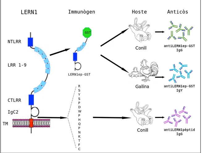Figura 15. Generació d’anticossos policlonals antiLERN1. Es mostren les