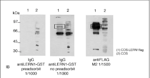 Figura 17. Detecció de proteïna LERN1flag transfectada en